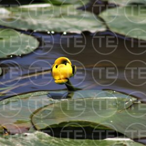 Still Water Gold