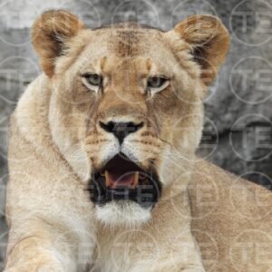 Eyes of the Huntress