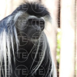 Colobus Gaze