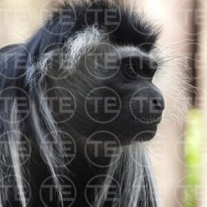 Colobus Potrait