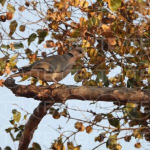 Stillness of a Dove