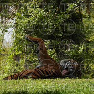 Tiger Bathtime