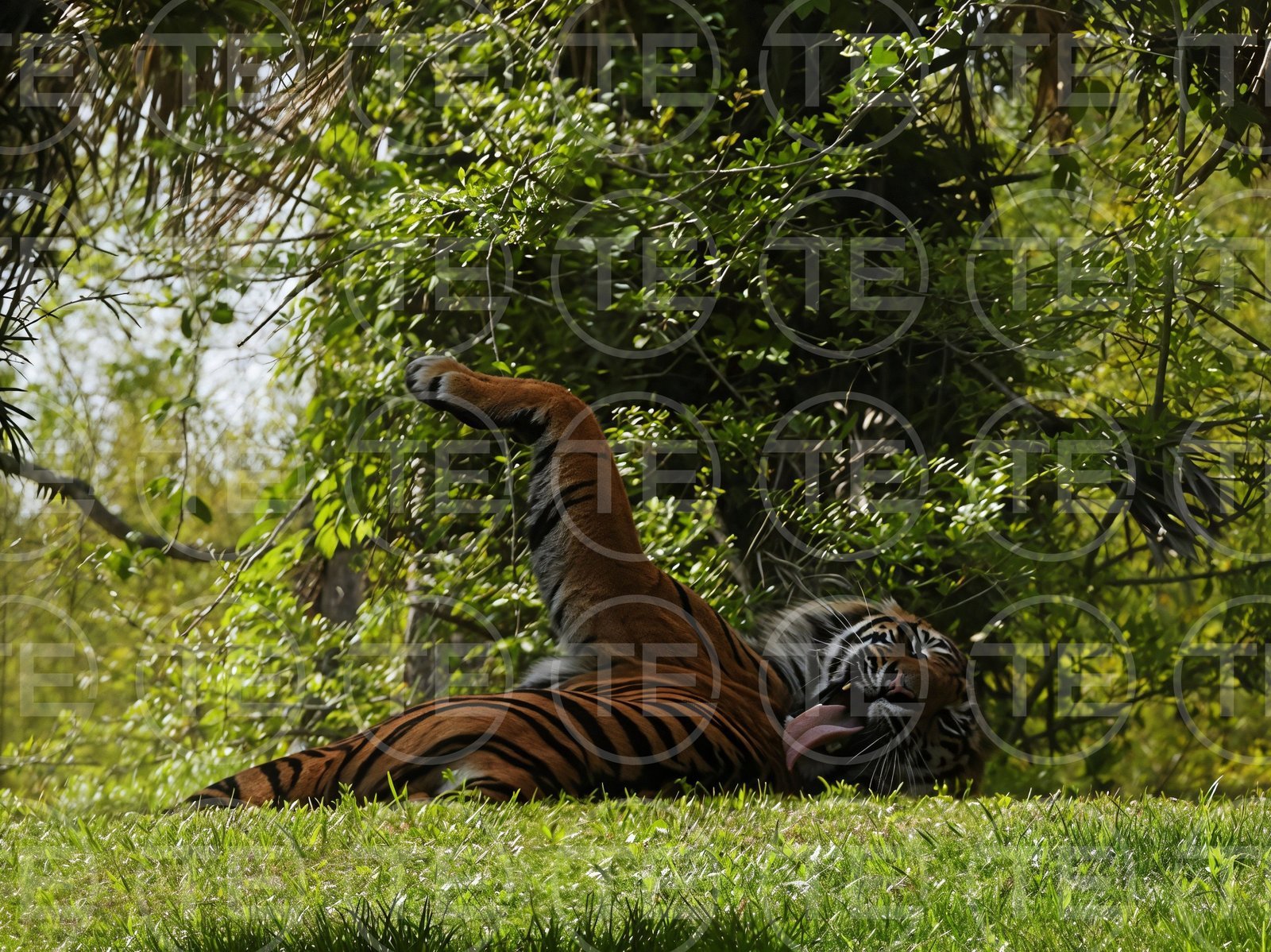 Tiger Bathtime