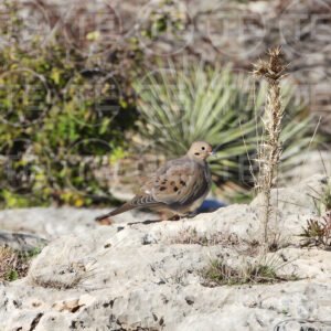 Sunlit Mourning Dove