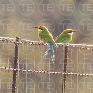 Bee Eaters Meeting Place