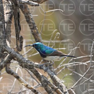 Waterhole Jewel