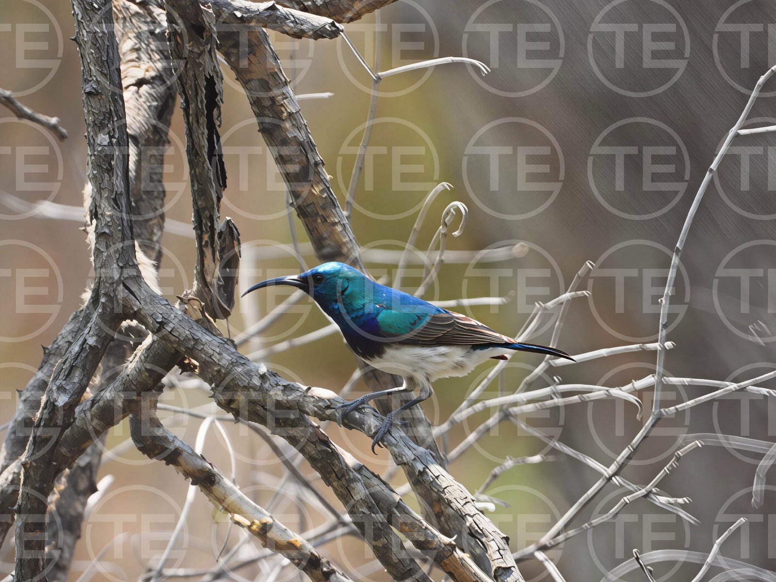 Waterhole Jewel