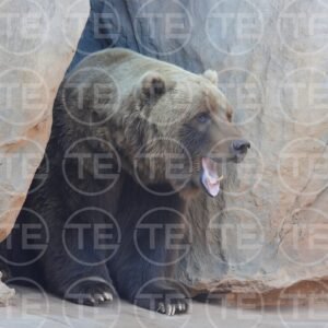 Yawn of a Giant