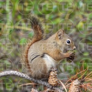 Pinecone Picnic