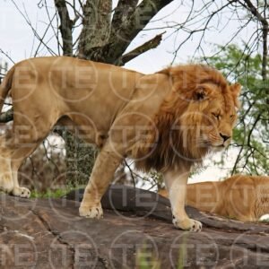 Pride Leader