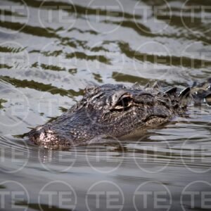 Eyes of the Bayou