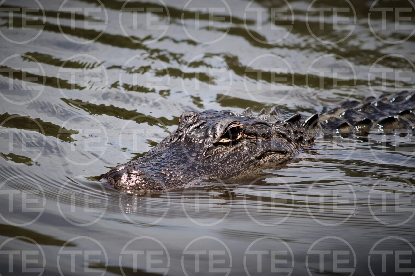 Eyes of the Bayou
