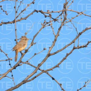 Delicate Perch