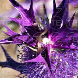 Thistle Secrets