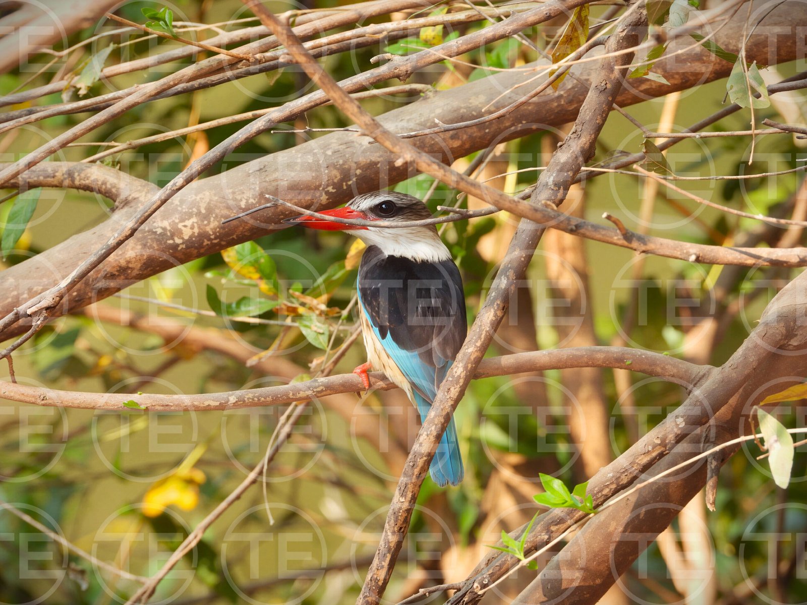 Perched for the Catch