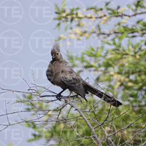 The Bush Alarm