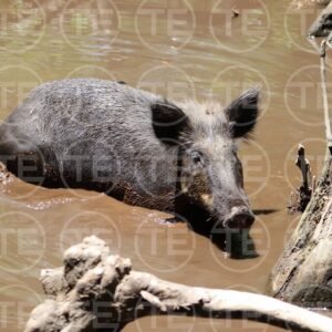 Louisiana Mud Bath