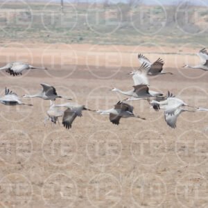 Sandhill Symphony