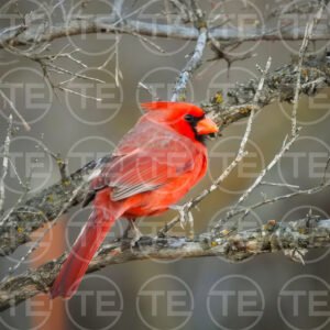 Crimson Watcher