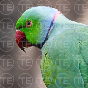 Green Prince