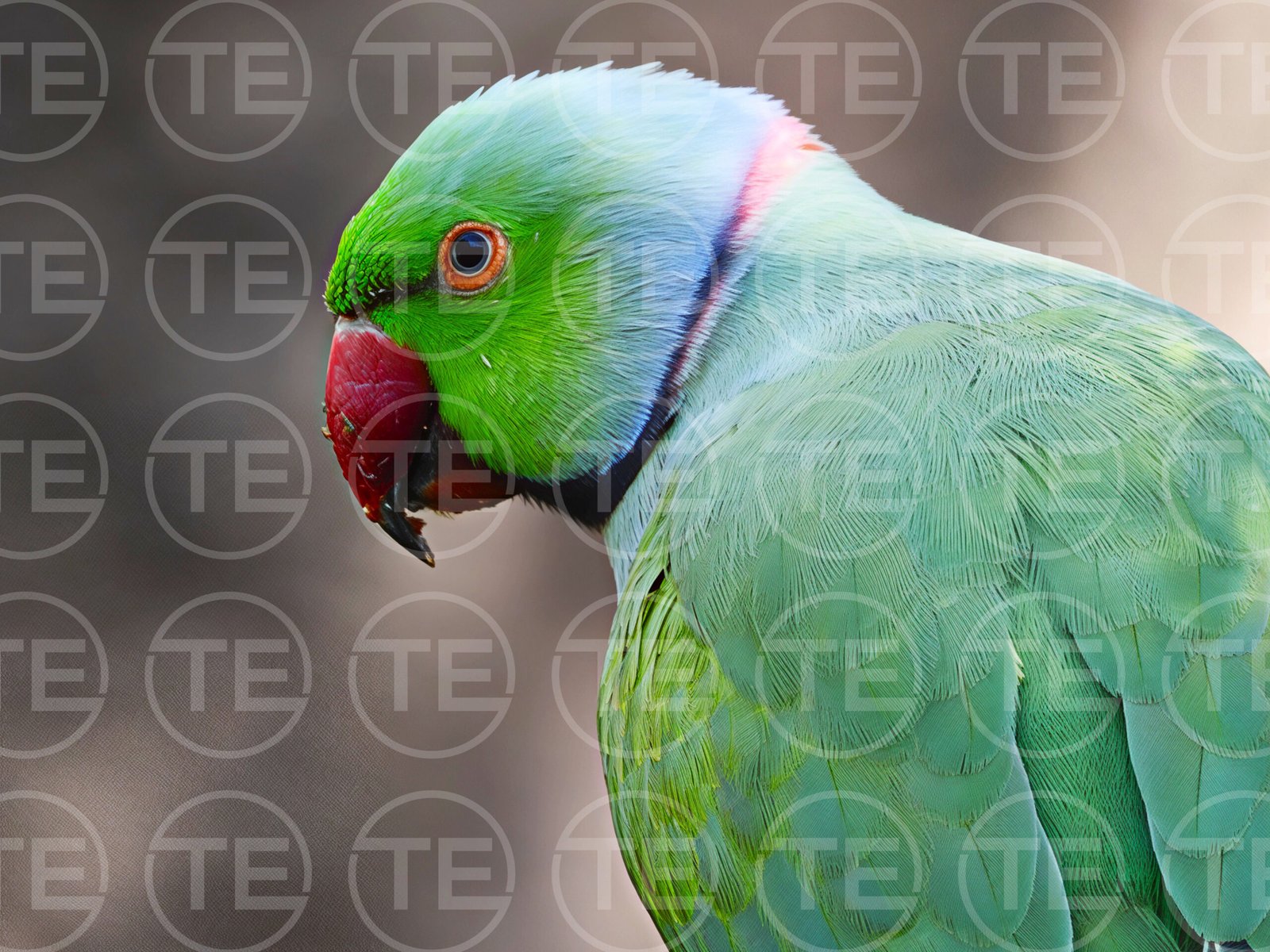 Green Prince