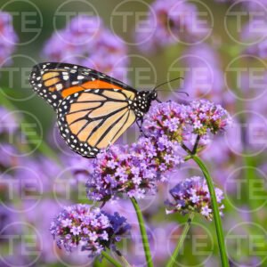 Mirrored Monarch l
