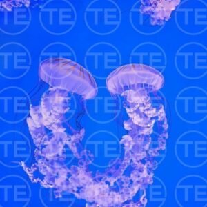 Ocean Ballet