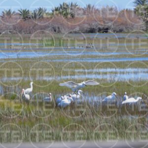 Wetland Wings
