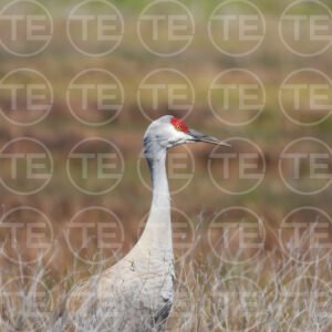 Crane's Gaze