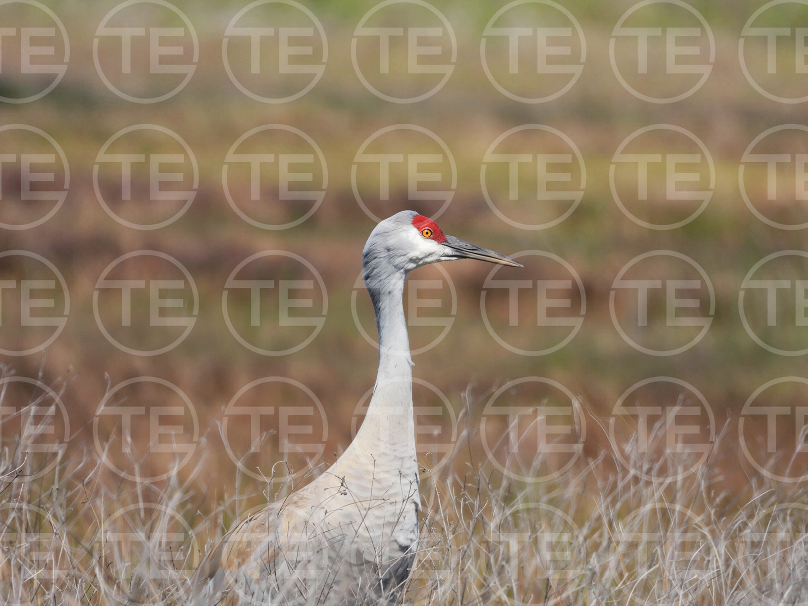 Crane's Gaze