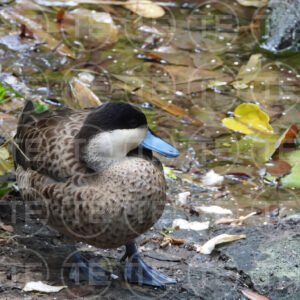 Pause At The Pond