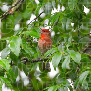 Ruby in the Canopy