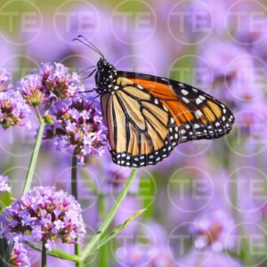 Mirrored Monarch ll