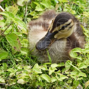 Secret in the Meadow
