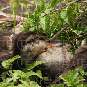 Duckling Secret