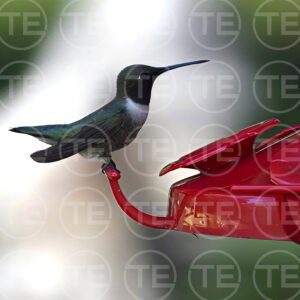 Humming Bird Pause
