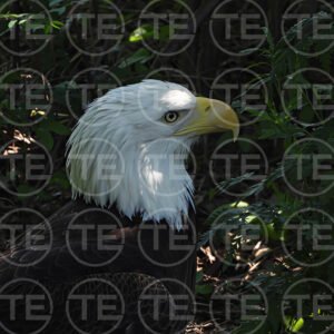 Eyes of Freedom