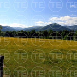 Tennessee Gold