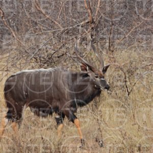 Into the Brush