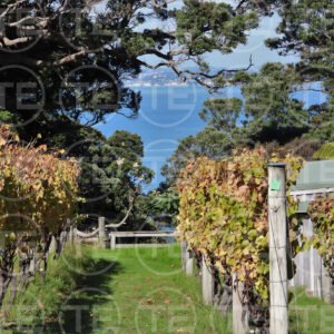 Vines with a View