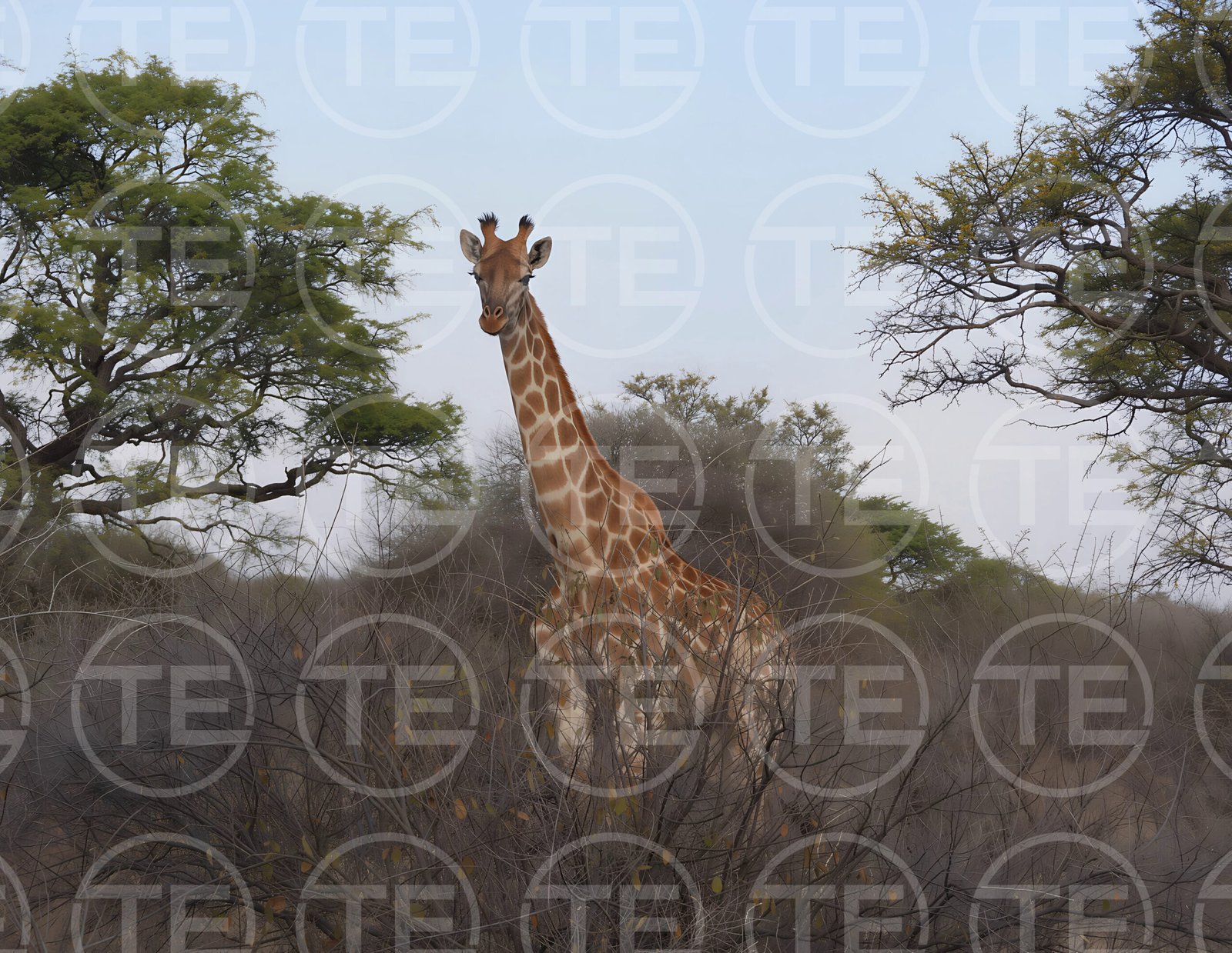 Across The Savannah
