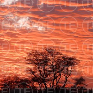 Crimson Horizon