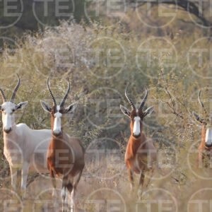 Blessbok Gathering
