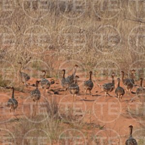 The Ostrich Parade