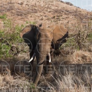 Close Encounter