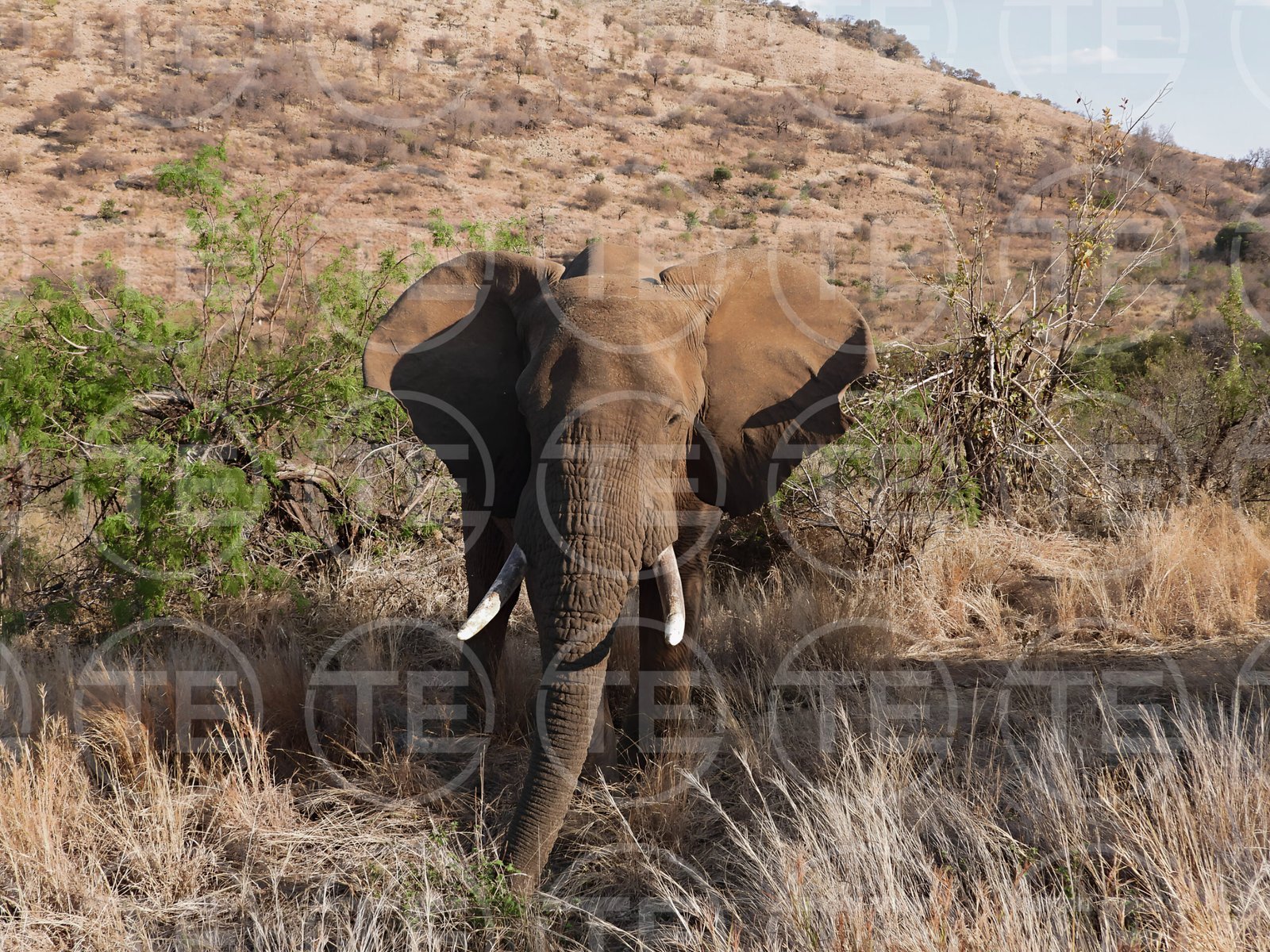 Close Encounter