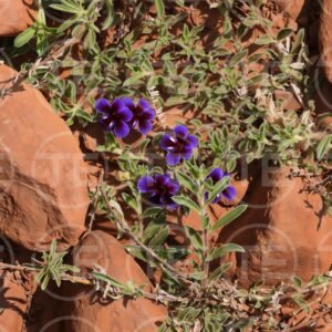 Wild Violet