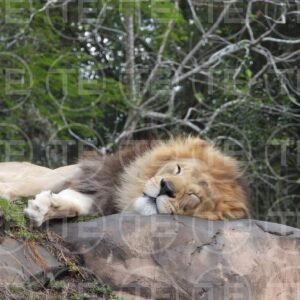 Resting Royalty