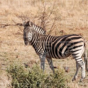 Beauty in Stripes