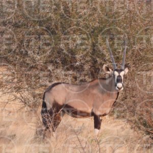 Gemsbok Grace